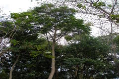 Ailanthus triphysa